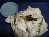 Highlight for Album: Bird in the Office